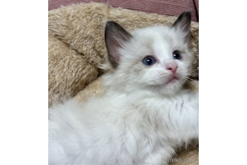 成約済の三重県のラグドール-76295の4枚目
